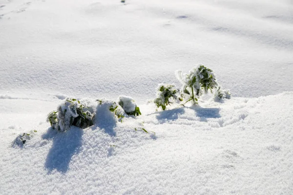 Hóval Borított Bokrok Kiváló Minőségű Fénykép — Stock Fotó