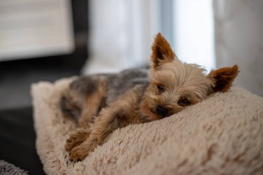 Küçük Yorkshire Teriyeri, arka planda bulanık, gri, yapay bir koyun derisi üzerinde yatar. Yüksek kalite fotoğraf