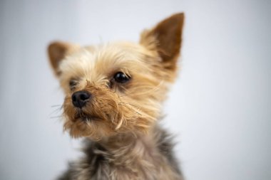 Beyaz perdenin önünde oturan küçük Yorkshire Teriyeri. Yüksek kalite fotoğraf