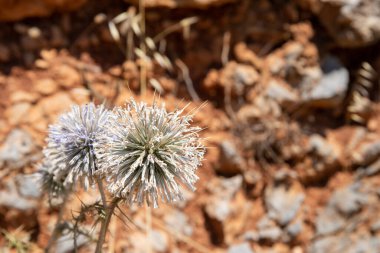 Ekinop ritro, topuk dikeni ve bulanık kaş arka planı. Yüksek kalite fotoğraf