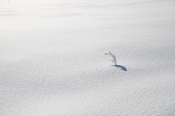 Zmrazená Větev Bílé Ledové Poušti Spousta Sněhu Kvalitní Fotografie — Stock fotografie