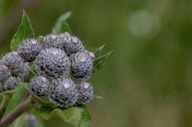 Kapalı bir diestel çiçeğinin kahverengi, bulanık arka planı olan makro görüntüsü. Yüksek kalite fotoğraf