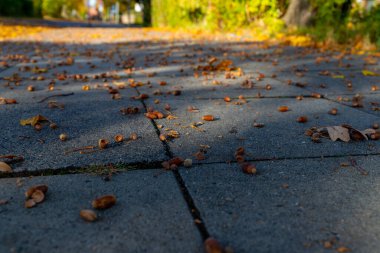 Yoldaki düşen yapraklara yakın çekim