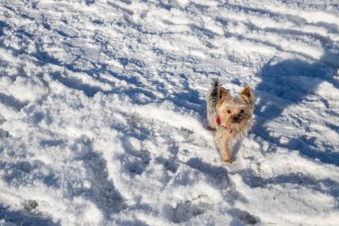 Kırmızı yakalı, karda küçük Yorkshire Teriyeri. Yüksek kalite fotoğraf