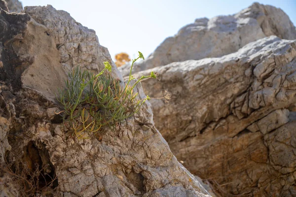 Mittelmeerfelsen Bedeckt Mit Ein Paar Grünen Pflanzen Blauer Himmel Hochwertiges — Stockfoto