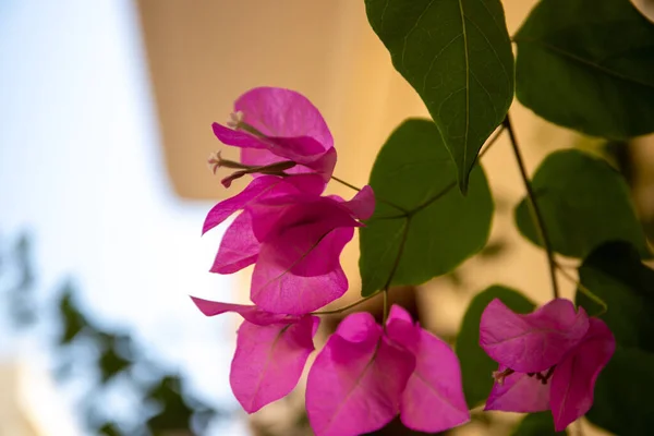 背景のピンク色の花と緑の葉のクローズアップは ブルーエフェクトです 高品質の写真 — ストック写真
