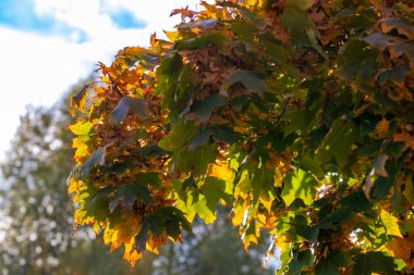 Sonbaharda mavi gökyüzü olan renkli yaprak döken bir ağaç. Yüksek kalite fotoğraf