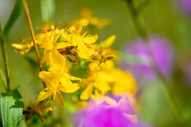 Sarı bir çiçeğin makro görüntüsü, Pembe ve yeşil arka planı bulanık sıradan bir Barbara Kraut. Yüksek kalite fotoğraf