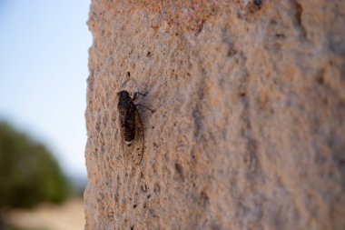 Yunanistan 'ın Girit kentindeki eski bir duvarda ağustos böceği. Yüksek kalite fotoğraf