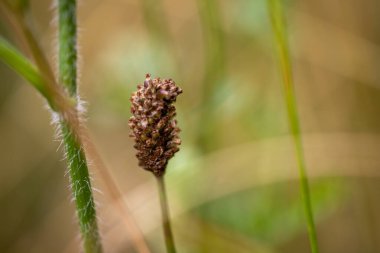 Kahverengi çiçekli ve yeşil arka planlı bir bitkinin makro görüntüsü. Yüksek kalite fotoğraf
