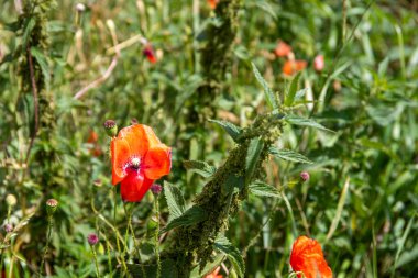 Kırmızı gelincik çiçekli haşhaş tarlası. Yüksek kalite fotoğraf
