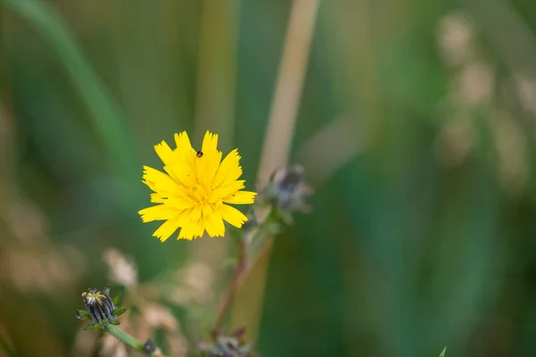 stock image Macro image of a yellow hieracium with blurred green background. High quality photo