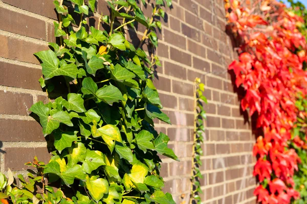 Kletterpflanze Herbst Mit Roten Und Grünen Blättern Hochwertiges Foto — Stockfoto