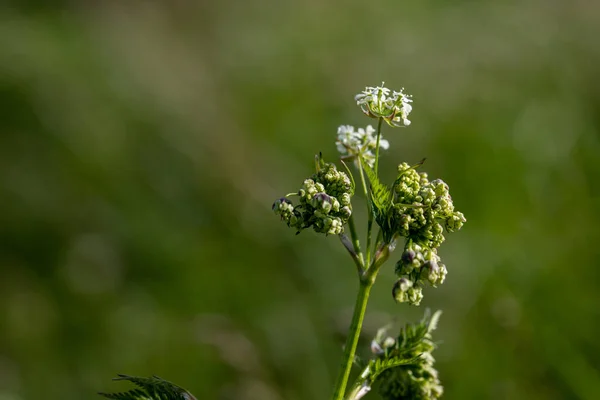 stock image Macro shot of a wildflower with a green background. High quality photo