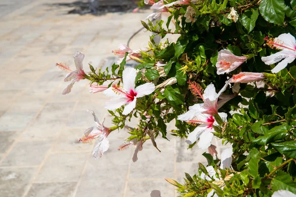 Close Van Een Hibiscus Plant Achtergrond Mediterrane Natuurstenen Tegels Hoge — Stockfoto