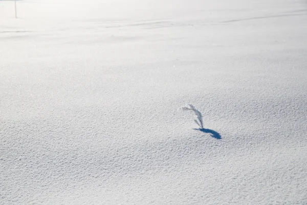 Bevroren Tak Een Witte Ijswoestijn Veel Sneeuw Hoge Kwaliteit Foto — Stockfoto