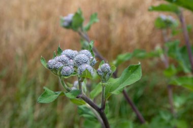 Kapalı bir diestel çiçeğinin kahverengi, bulanık arka planı olan makro görüntüsü. Yüksek kalite fotoğraf