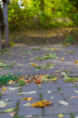 Makro görüntü yere yakın, toprak yolda taşlar. Yüksek kalite fotoğraf