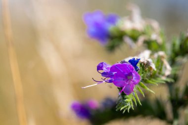 Veronica Beccabunga 'nın güzel mor çiçekli Macro çekimi. Yüksek kalite fotoğraf