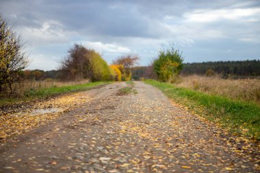 Sonbahar yaprakları, su birikintileri ve kenarlarında renkli ağaçlar olan toprak bir yol. Yüksek kalite fotoğraf