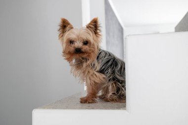 Merdivenlerde oturan küçük oyuncak ayı Yorkshire Teriyeri. Yüksek kalite fotoğraf