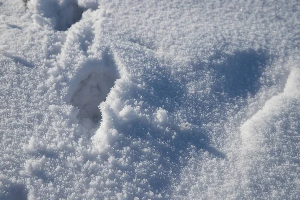 Ślady Małych Zwierząt Wysokim Śniegu Świetle Słonecznym Wysokiej Jakości Zdjęcie — Zdjęcie stockowe