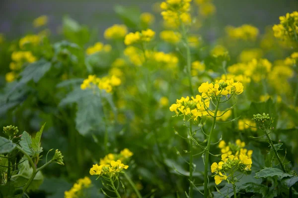 Primer Plano Flores Colza Amarilla Con Fondo Verde Foto Alta —  Fotos de Stock