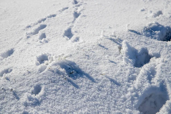 Μικρά Ίχνη Ζώων Στο Χιόνι Στο Φως Του Ήλιου Υψηλής — Φωτογραφία Αρχείου