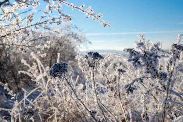 stock image Snow-covered shrubs. High quality photo