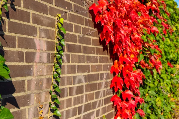 Kletterpflanze Herbst Mit Roten Und Grünen Blättern Hochwertiges Foto — Stockfoto