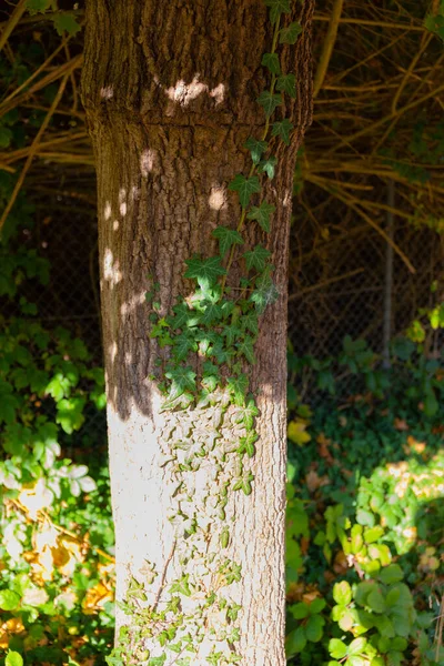 Baum Mit Kletterpflanze Herbst Hochwertiges Foto — Stockfoto