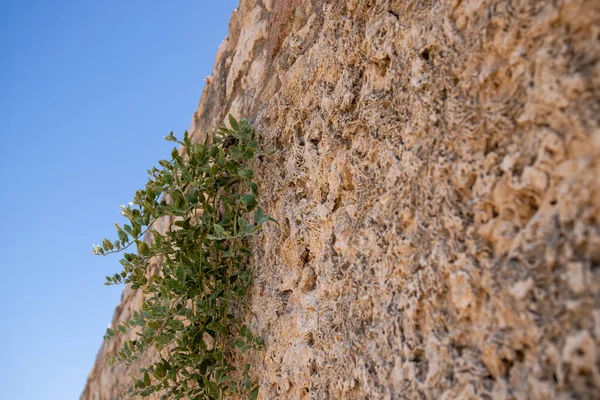 いくつかの緑の植物 青空で覆われた地中海の岩の露頭 高品質の写真 — ストック写真