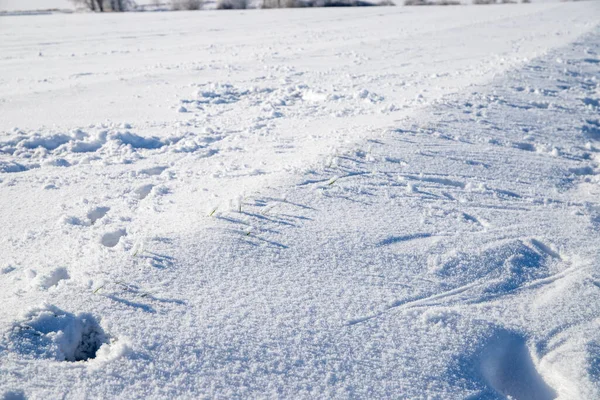 Маленькі Сліди Тварин Високому Снігу Сонячному Світлі Високоякісна Фотографія — стокове фото