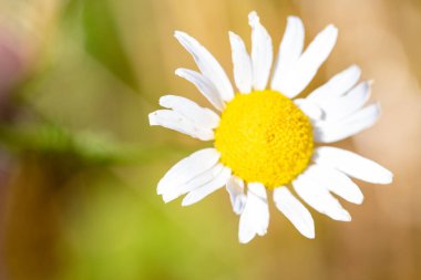 Vahşi bir papatya çayının makro görüntüsü. Yüksek kalite fotoğraf