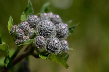 Kapalı bir diestel çiçeğinin kahverengi, bulanık arka planı olan makro görüntüsü. Yüksek kalite fotoğraf