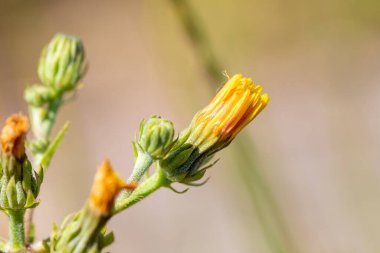 Sarı kapalı bir çiçeğin makro görüntüsü. Yüksek kalite fotoğraf