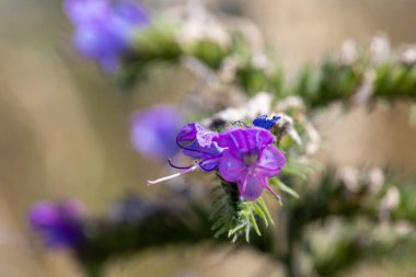 Veronica Beccabunga 'nın güzel mor çiçekli Macro çekimi. Yüksek kalite fotoğraf