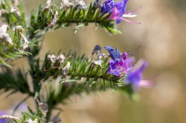 Veronica Beccabunga 'nın güzel mor çiçekli Macro çekimi. Yüksek kalite fotoğraf