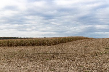 Sonbaharda yarı hasat edilmiş mısır tarlası, bulutlu gökyüzü. Yüksek kalite fotoğraf