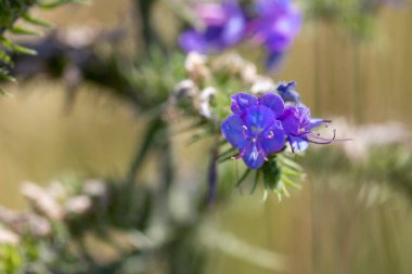 Veronica Beccabunga 'nın güzel mor çiçekli Macro çekimi. Yüksek kalite fotoğraf
