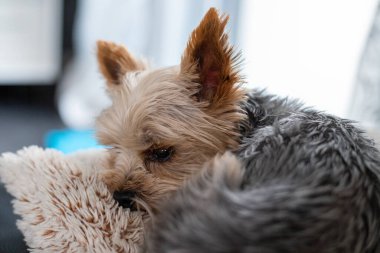 Küçük Yorkshire Teriyeri, arka planda bulanık, gri, yapay bir koyun derisi üzerinde yatar. Yüksek kalite fotoğraf