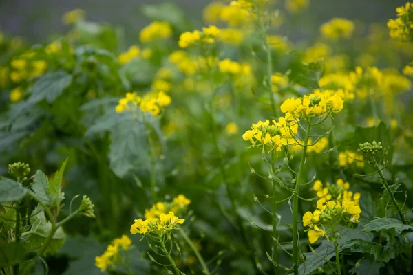 Detailní Záběr Žlutých Řepkových Květů Zeleným Pozadím Kvalitní Fotografie — Stock fotografie