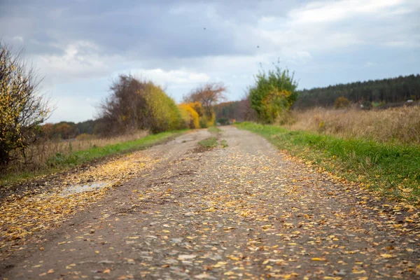 Estrada Terra Com Muita Folhagem Outono Poças Árvores Coloridas Borda — Fotografia de Stock