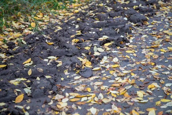 Осенние Листья Грязи Рядом Лугом Высокое Качество Фото — стоковое фото