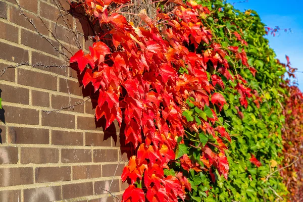 Climbing plant in autumn with red and green leaves. High quality photo