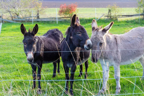 stock image Grey donkey in a small pasture. High quality photo