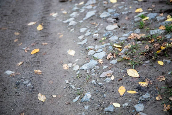 Toprakta taşlar, yolda sonbahar yaprakları olan toprak bir yol. Yüksek kalite fotoğraf