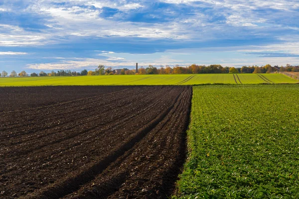 Due Campi Con Rape Coltivate Foto Alta Qualità — Foto Stock