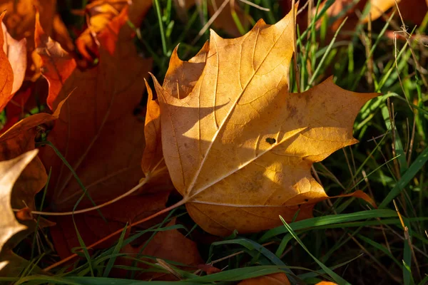 stock image Macro image of yellow maple leaves in autumn. High quality photo