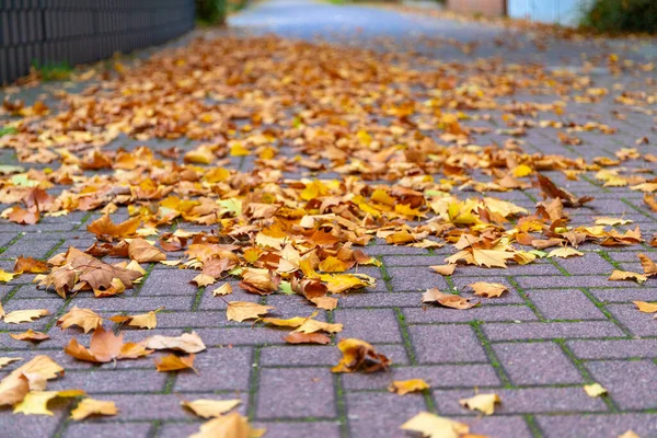 Nahaufnahme Von Umgestürzten Blättern Auf Einer Straße — Stockfoto